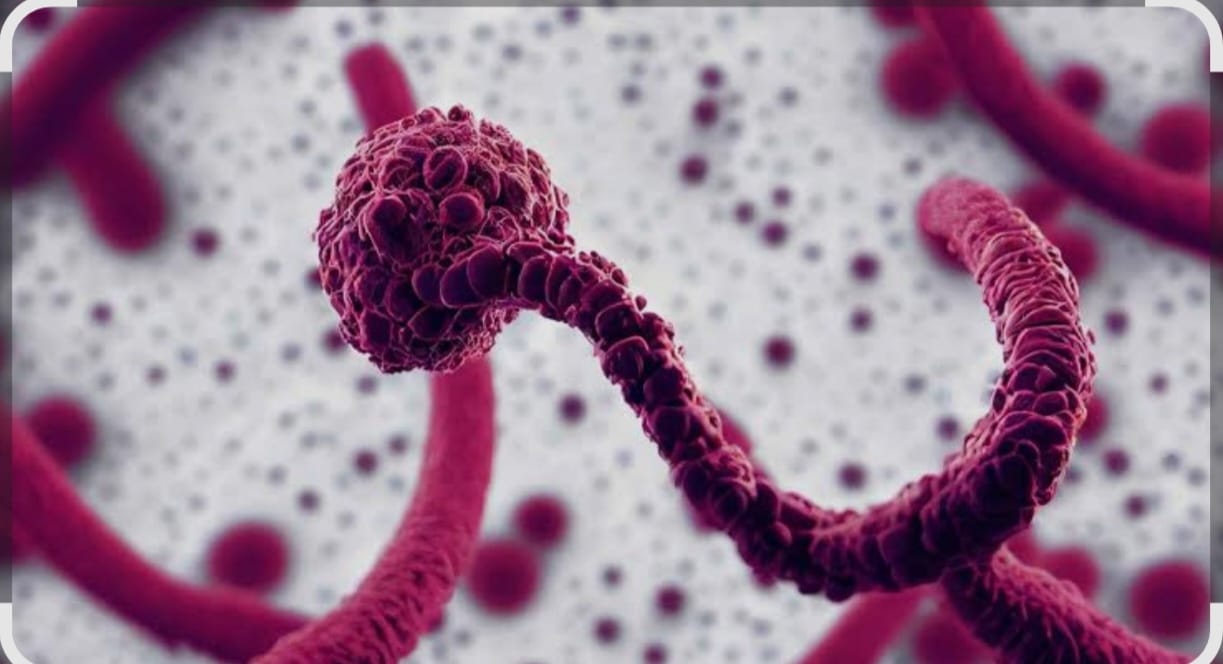 ڤيروس ماربورغ